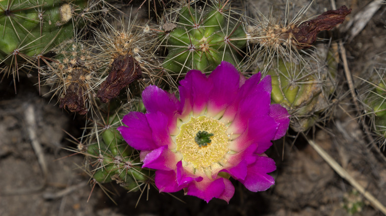 Strawberry hedgehog cactus purple bloom