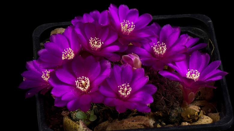 Sulcorebutia cactus in full bloom