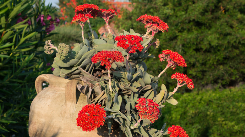 Airplane plant in full bloom