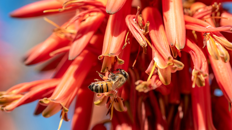 Aloe vera blooms with bees