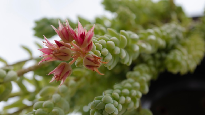 Burro's tail with red buds