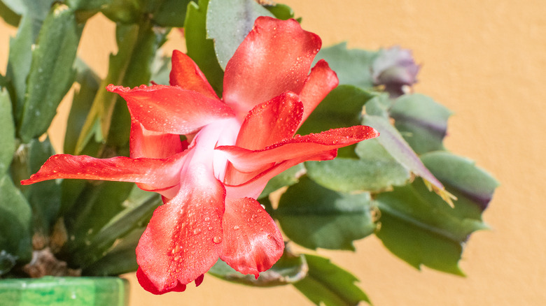 Christmas cactus in bloom