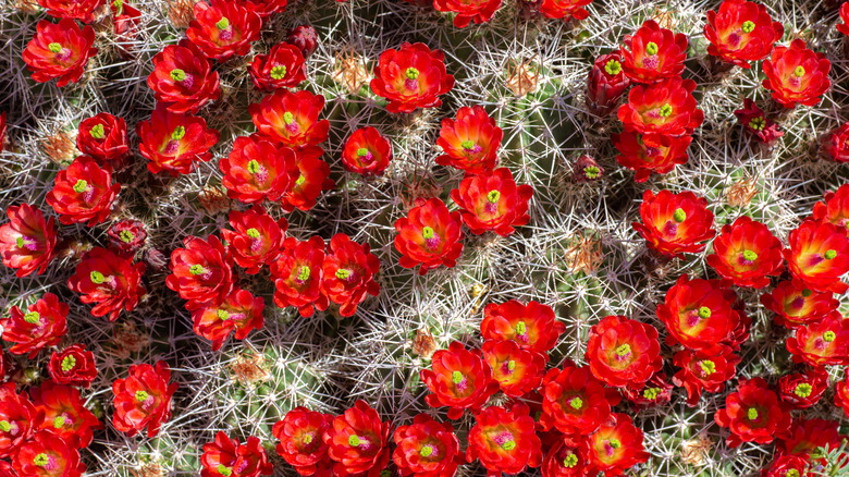 Claret cup cactus in bloom