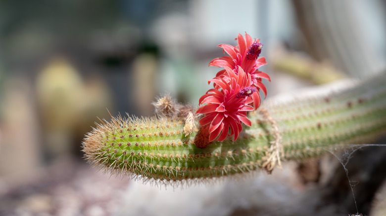 Cleistocactus samaipatanus vibrant red blooms