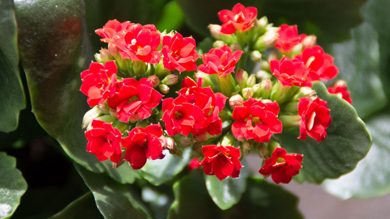 Kalanchoe's red flowers blooming