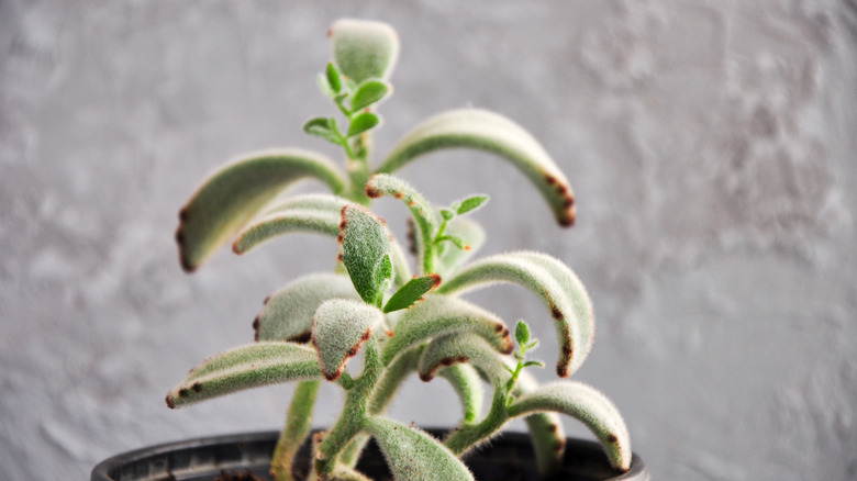 Panda plant nearing bloom season