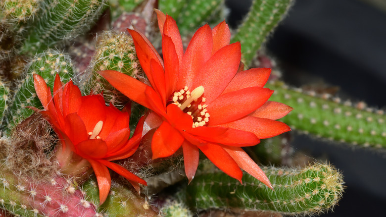 Peanut cactus with red flowers 