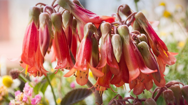 Pig's ear red flowers bloom