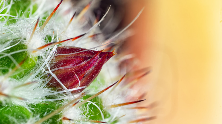 Rosy pincushion cactus flower bud