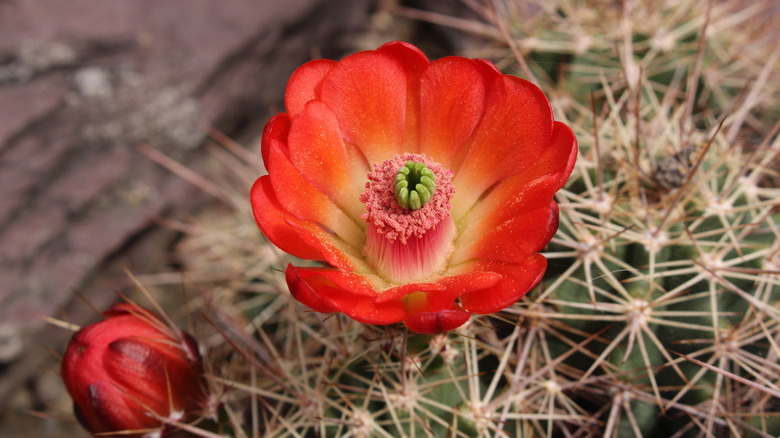 Scarlet hedgehog cactus in bloom