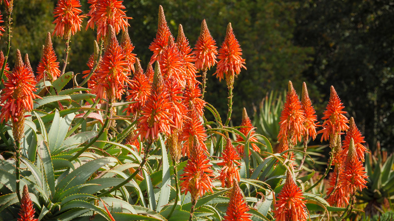 Torch aloe with tall flowers