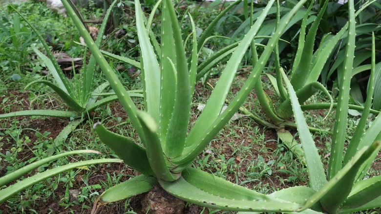 Aloe barbadensis