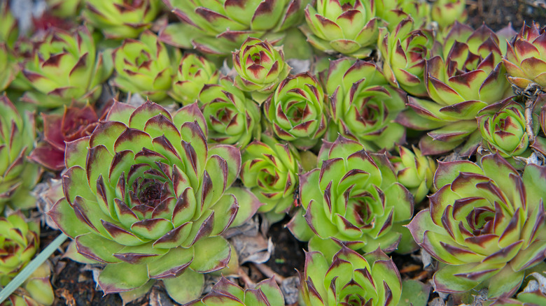 Sempervivum tectorum