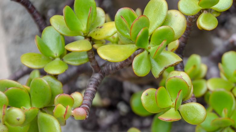 Crassula argentea