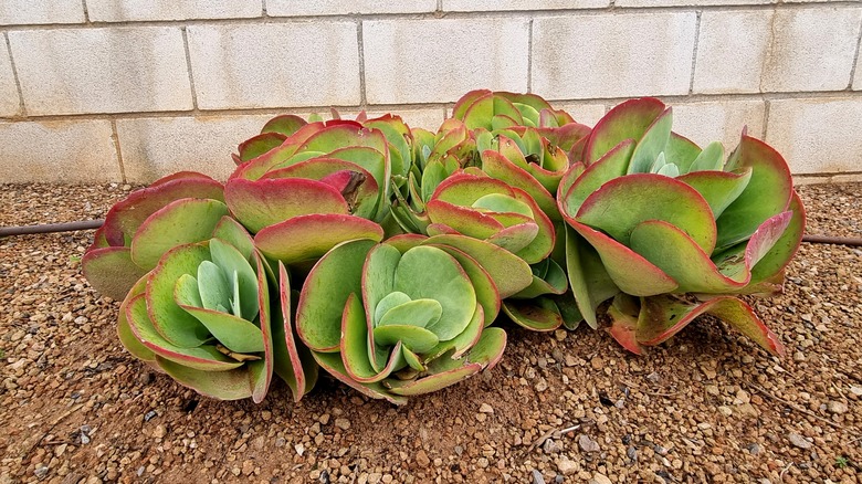 Cotyledon orbiculata