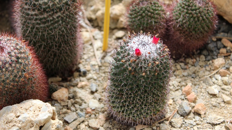 Mammillaria cacti