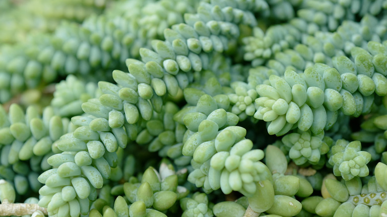 Sedum morganianum