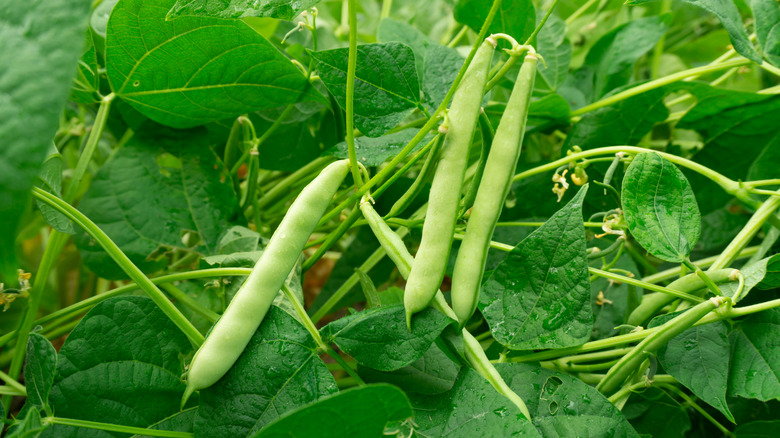 Green beans in garden