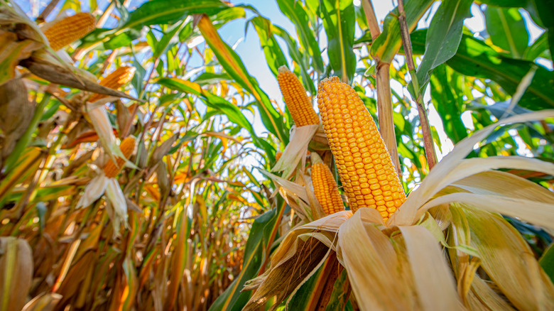 Corn stalks