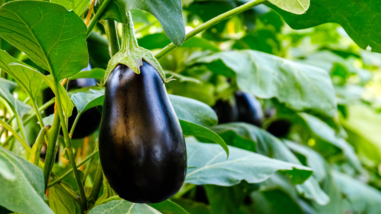 Eggplant in garden