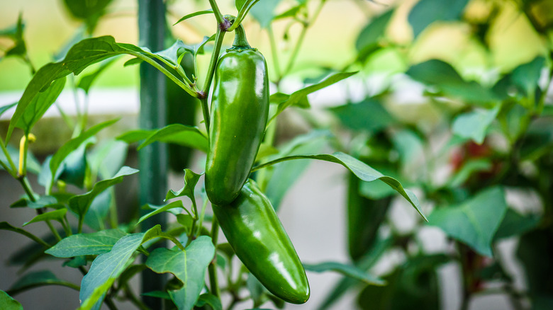 Jalapeño peppers in garden