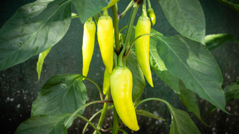 Sweet banana peppers in garden