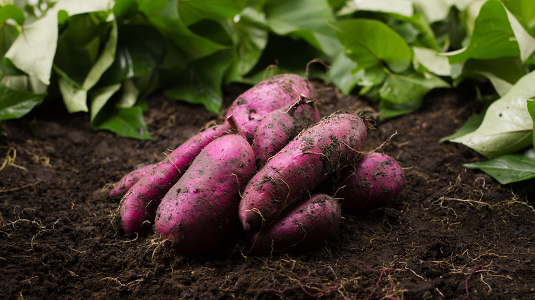 Sweet potatoes in soil