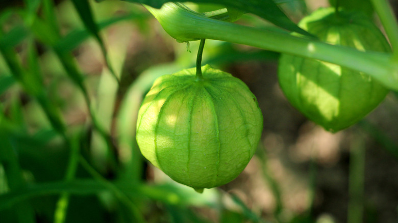 Green tomatillo in garden