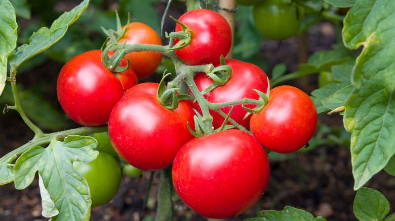 Red vine tomatoes