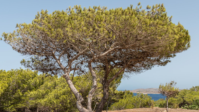 Pinus halepensis