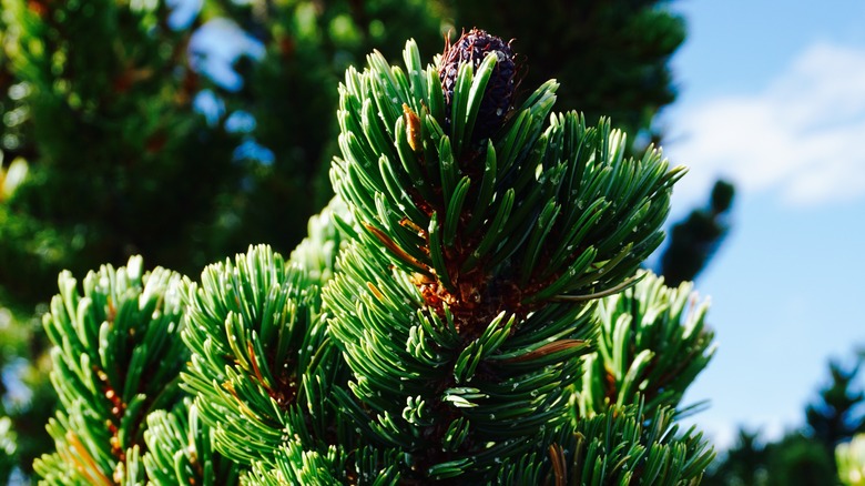 Bristlecone pineneedles and cones