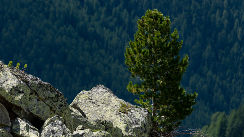 Stone pine growing on mountain