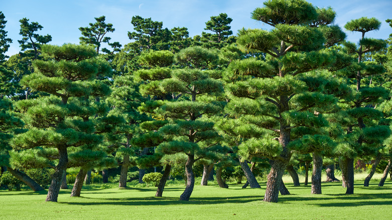 Many Japanese black pine trees