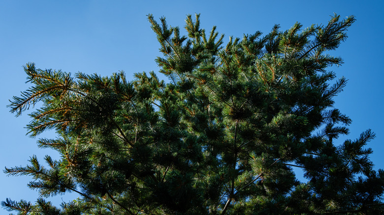 Japanese white pine foliage