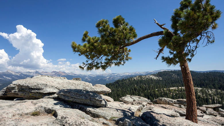 Jeffery pine in Califonia mountian