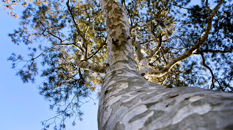 Lacebark pine bark and canopy