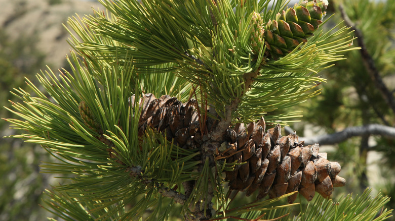 Pinus flexilis pinecones and needles