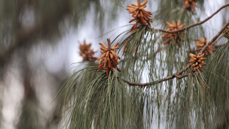 Needles of Mexican weeping pine