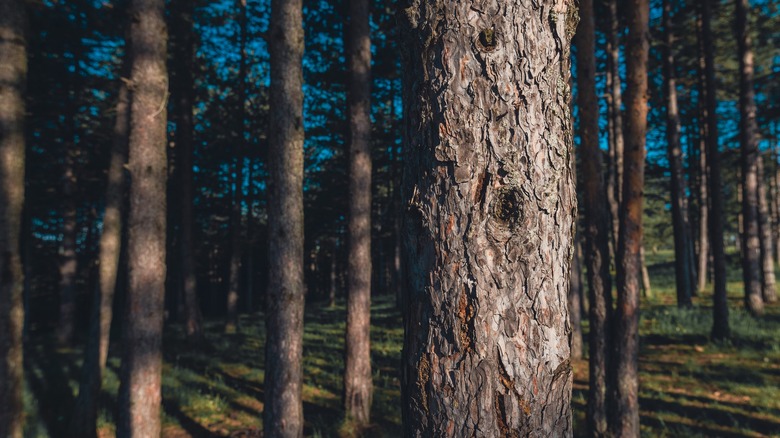 Pinus nigra tree trunks 