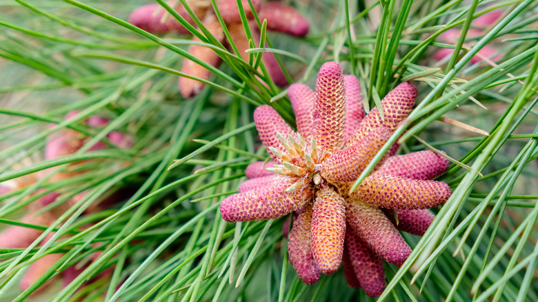 Red pine foliage with cones