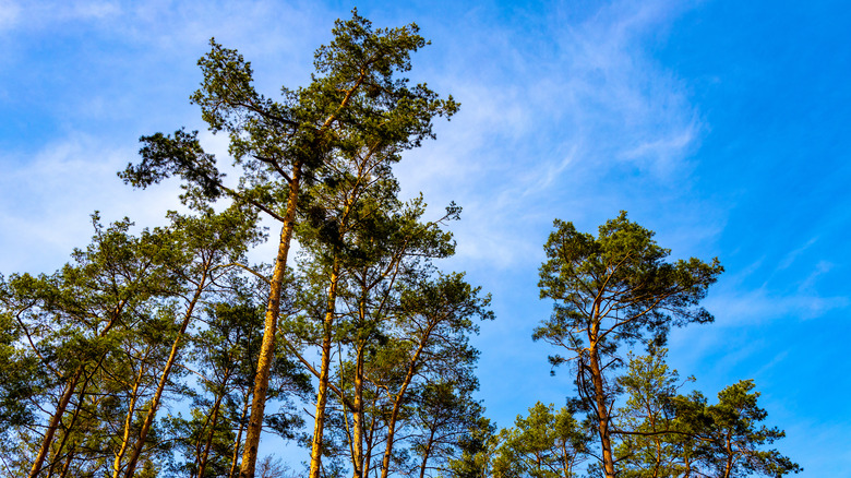 Scots pine trees canopy