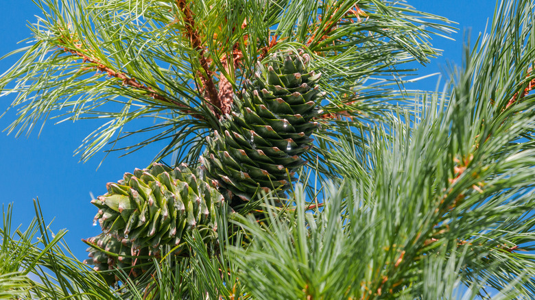 Korean pine pineneedles and cones