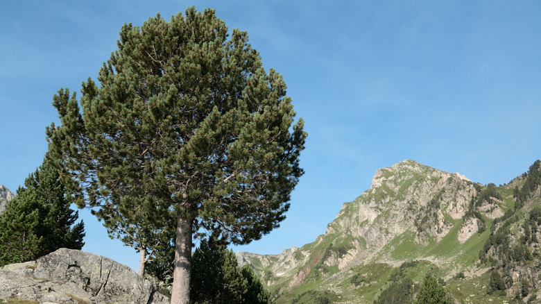 Mountain pine in the mountains