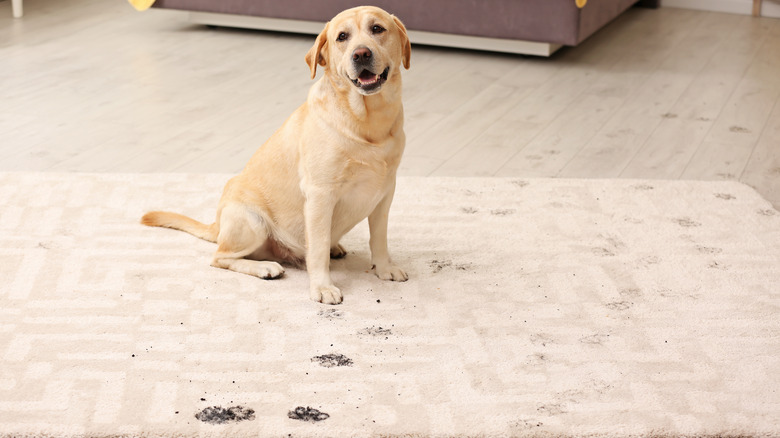 dog rug muddy paw prints