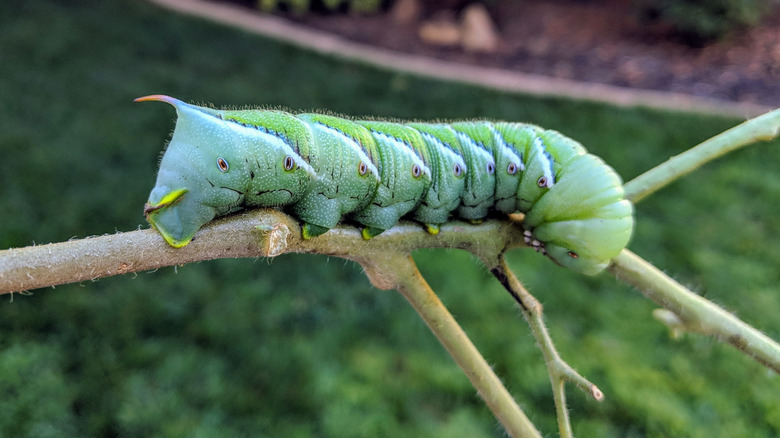 tomato hornworm