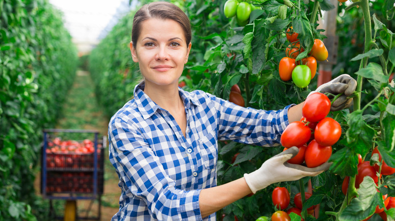 Woman picking fresh tomatoes