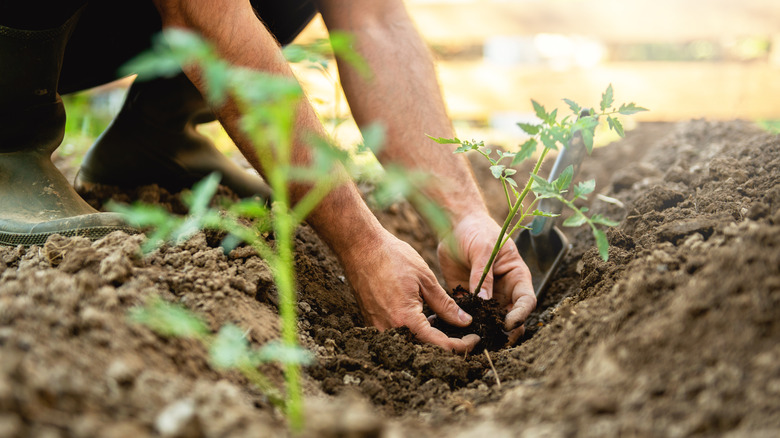 planting tomato seedlings