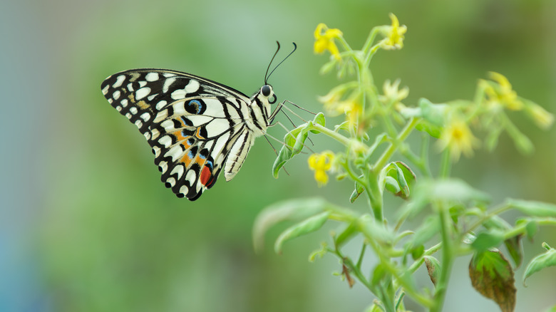 Butterfly on tomato plant