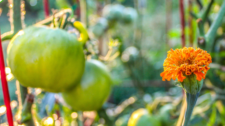 tomato and marigold plants in garden