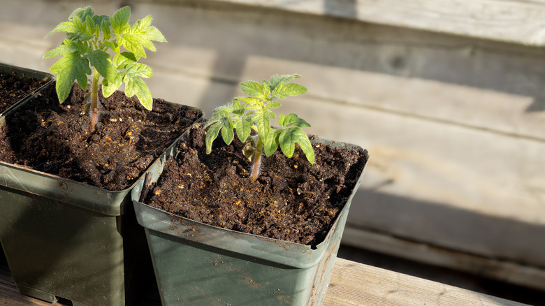 tomato seedlings 